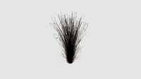 Carex buchananii