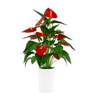 Red Flower in White Pot 3D Model
