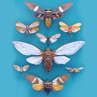 Cicada Collection