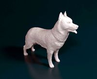 Siberian Husky | 3D