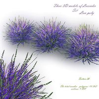Lavender Bush