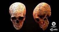 Real Human Skull
