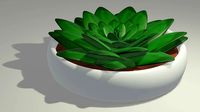 Pianta Grassa - 3D model