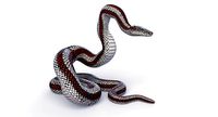 Rigged Rosy Boa