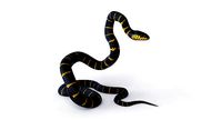 Rigged Mangrove Snake
