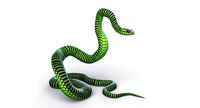 Rigged Boomslang Snake