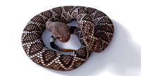 Animated Western Diamondback Rattlesnake