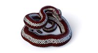 Animated Rosy Boa