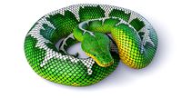 Animated Emerald Tree Boa