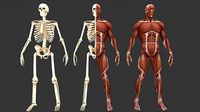 Stylized anatomy model