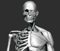 Skeleton and muscules
