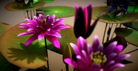 FLower Nymphaea