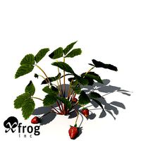 XfrogPlants Strawberry