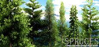Spruces