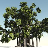 Ficus macrophylla DR