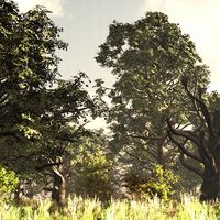 Platanus Orient DR