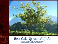 Bear Oak Bundle