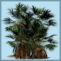 Dwarf Fan Palm DR