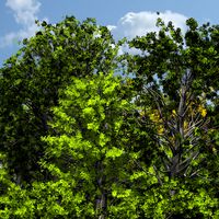 Ginkgo DR