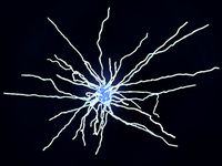 Fibrous astrocyte