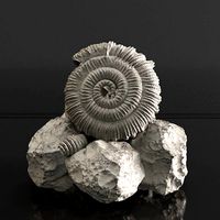 Realistic Sea fosil | 3D
