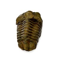 Trilobite - Fossil 02 - Low and High Poly versions