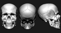 Skull