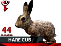 Hare cub
