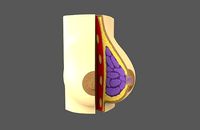 Medical Breast Model - printable