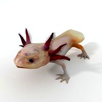 Axolotl
