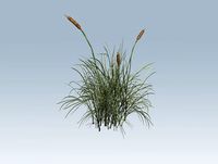 Cattail