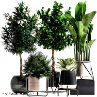 Collection of ornamental plants