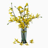 Forsythia