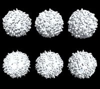 Lymphocyte