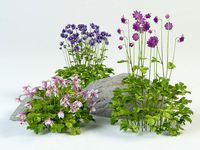 Aquilegia grannys bonnet columbine