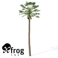 XfrogPlants Papaya 1