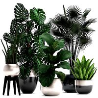 Collection of Exotic plants