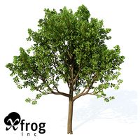 XfrogPlants Downy Oak