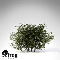 XfrogPlants European Cranberry Bush