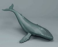 Humpback Whale | 3D