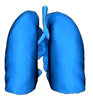 Human Lungs | 3D