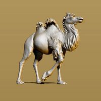 Shaggy camel | 3D