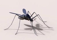 Mosquito 3D Model  | 3D