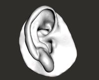 Human natural ear right side | 3D