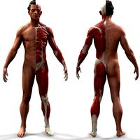 Ecorche Male Anatomical Reference