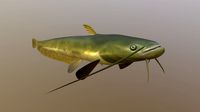 Catfish