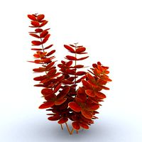 Berberys Orange