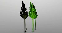 Parsley