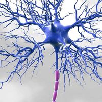 Motoric Neuron