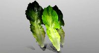 Lettuce Leaf